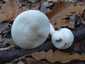 Kőrisszagú csigagomba (Hygrophorus cossus), Budai-hegység